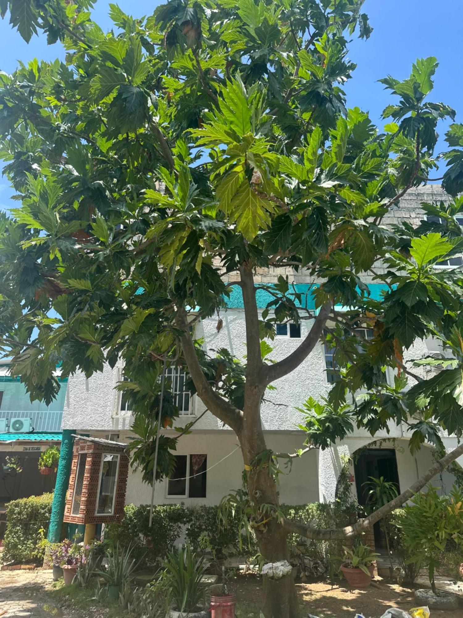 Hosteria Cattleya San Andres  Luaran gambar